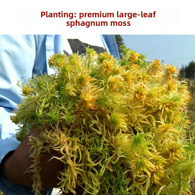 Grade A Dried Sphagnum Moss, N - Preserved Moss Sheet review and price