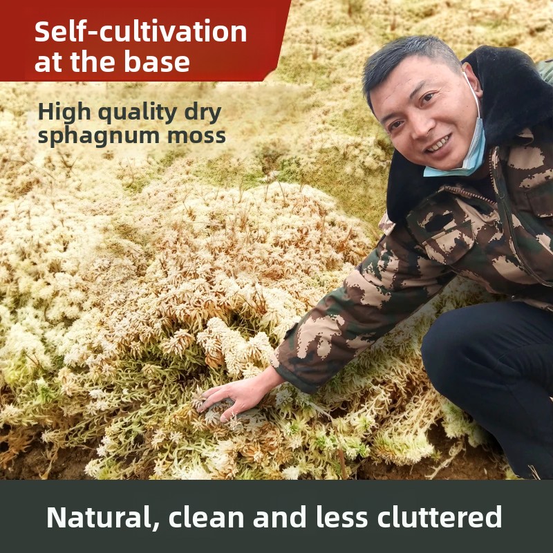 Grade A Dried Sphagnum Moss, N - Preserved Moss Sheet review and price